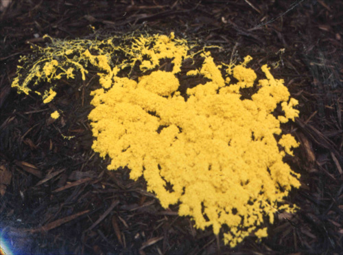 Slime Mold Culture