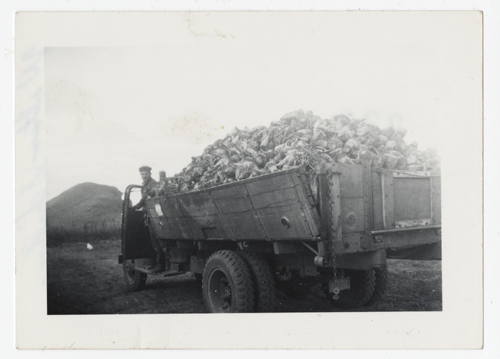 A truck load of beets heads to the beet dump