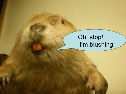 beaver blog photo