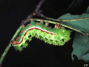Io moth caterpillar image courtesy of the University of Florida